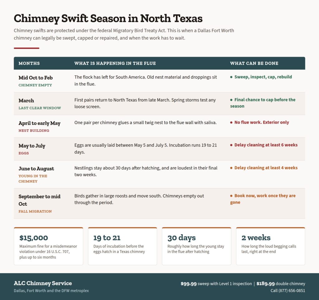 Chimney swift season calendar for North Texas showing when chimney swifts removal, sweeping and capping are legal in Dallas Fort Worth